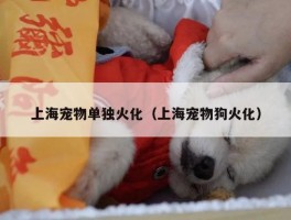 上海宠物单独火化（上海宠物狗火化）